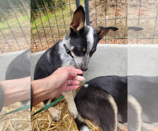 Medium Photo #2 Mutt Puppy For Sale in Paso Robles, CA, USA