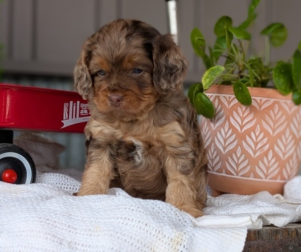 Medium Photo #21 Cockapoo (Miniature) Puppy For Sale in GOSHEN, IN, USA