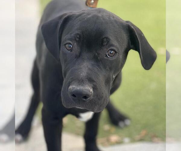 Medium Photo #2 Labrador Retriever-Unknown Mix Puppy For Sale in San Diego, CA, USA