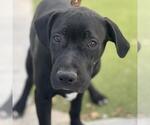 Small #1 Labrador Retriever Mix