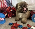 Small Shih Tzu