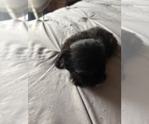 Maltipoo (Miniature) Puppy for sale in SEVEN SPRINGS, NC, USA