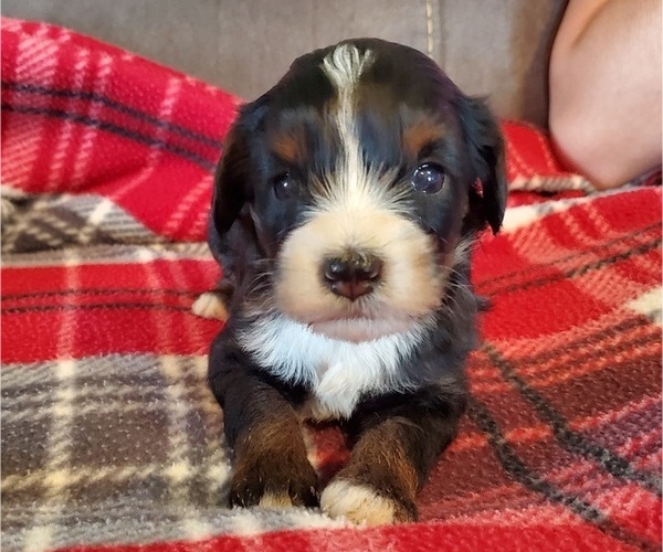 Medium Photo #10 Bernedoodle (Miniature) Puppy For Sale in LEETONIA, OH, USA