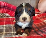 Small #9 Bernedoodle (Miniature)