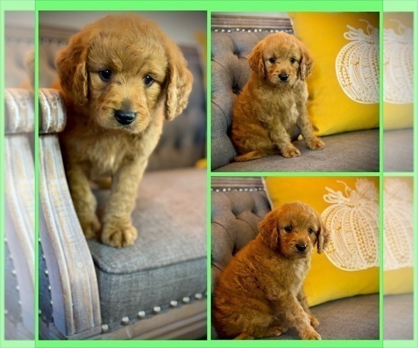 Medium Photo #2 Goldendoodle (Miniature) Puppy For Sale in SAINT JAMES, MO, USA