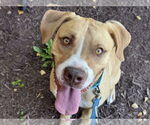 Small #1 Labrador Retriever Mix