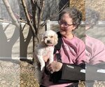 Small Photo #3 Cavachon Puppy For Sale in Sioux Falls, SD, USA