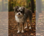 Small Mutt