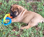 Small Photo #5 Boerboel Puppy For Sale in WEST PALM BCH, FL, USA