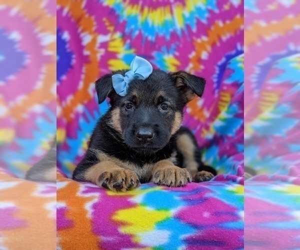 Medium Photo #4 German Shepherd Dog Puppy For Sale in ELKTON, MD, USA