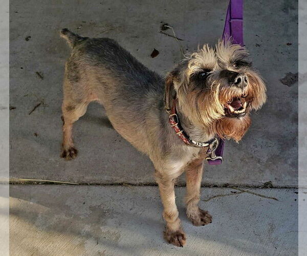 Medium Photo #2 Mutt Puppy For Sale in Redding, CA, USA