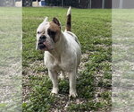 Small #2 Bulldog