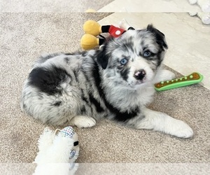 Australian Shepherd Puppy for Sale in BERESFORD, South Dakota USA