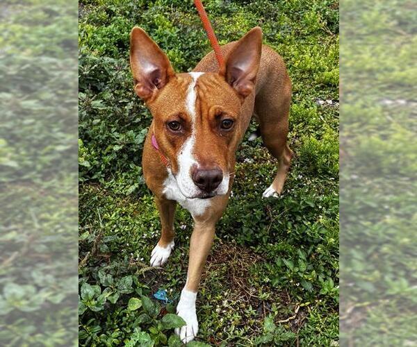 Medium Photo #2 American Staffordshire Terrier Puppy For Sale in Fort Lauderdale, FL, USA