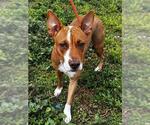 Small #1 American Staffordshire Terrier