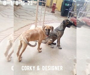Corky- ** WONDERFUL PAL! - Male Mutt Dog for Adoption - Photo #10