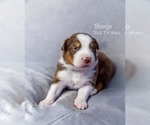 Puppy Banjo Australian Shepherd