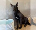 Small German Shepherd Dog