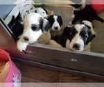 Small Photo #7 Sheepadoodle Puppy For Sale in GILBERT, AZ, USA