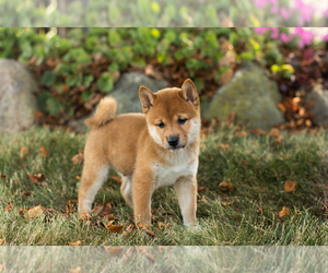 Shiba Inu Puppy for sale in MILLERSBURG, IN, USA