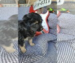 Small #3 Australian Shepherd-Maltese Mix