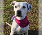 Small American Staffordshire Terrier Mix