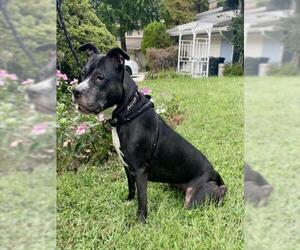 American Pit Bull Terrier Dogs for adoption in Derwood, MD, USA
