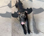 Small #1 American Pit Bull Terrier-Labrador Retriever Mix