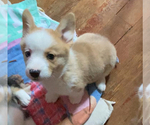 Small Photo #4 American Corgi Puppy For Sale in INDEPENDENCE, MO, USA