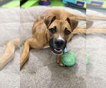 Small #2 Boxer-Mountain Cur Mix
