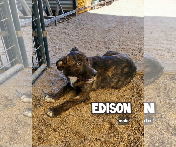 Medium Photo #1 Catahoula Leopard Dog-Unknown Mix Puppy For Sale in Golden Valley, AZ, USA