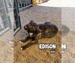 Small Catahoula Leopard Dog Mix