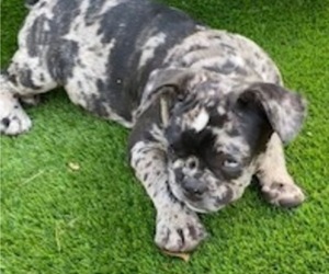 French Bulldog Puppy for sale in ORLANDO, FL, USA