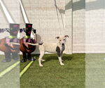 Small #2 Mutt