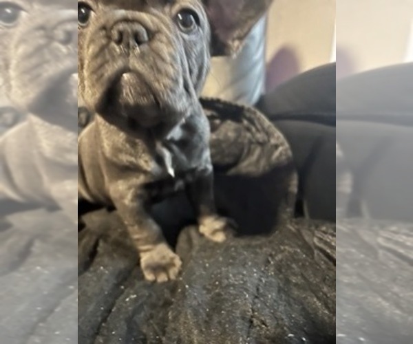 Medium Photo #8 French Bulldog Puppy For Sale in TALLAHASSEE, FL, USA