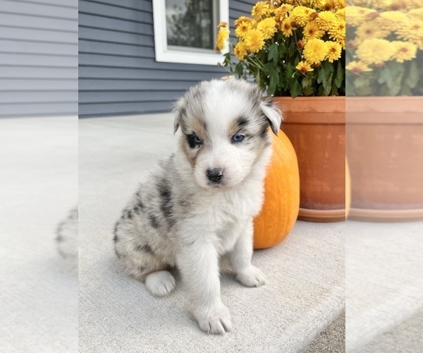 Medium Photo #4 Australian Shepherd Puppy For Sale in LODA, IL, USA
