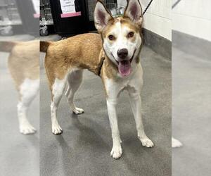 Gerberian Shepsky Dogs for adoption in Forestville, MD, USA