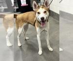 Small Gerberian Shepsky