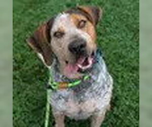 Medium Bluetick Coonhound-Coonhound Mix