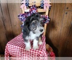 Small Photo #101 Bernedoodle (Miniature) Puppy For Sale in BLACK FOREST, CO, USA