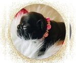 Small Photo #1 French Bulldog Puppy For Sale in CORPUS CHRISTI, TX, USA
