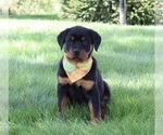 Small Photo #2 Rottweiler Puppy For Sale in SUGARCREEK, OH, USA
