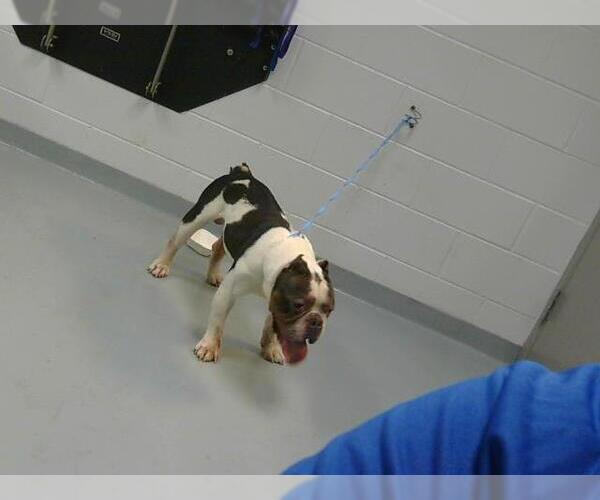 Medium Photo #1 Bulldog Puppy For Sale in St. Cloud, FL, USA