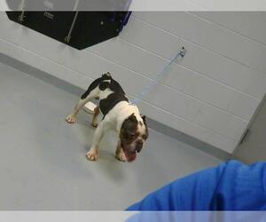 Bulldog Dogs for adoption in St. Cloud, FL, USA