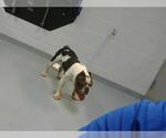 Small Bulldog