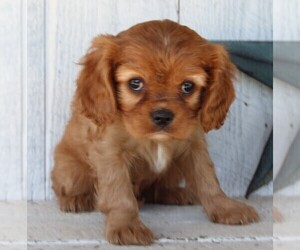Cavalier King Charles Spaniel Puppy for sale in FREDERICKSBURG, OH, USA