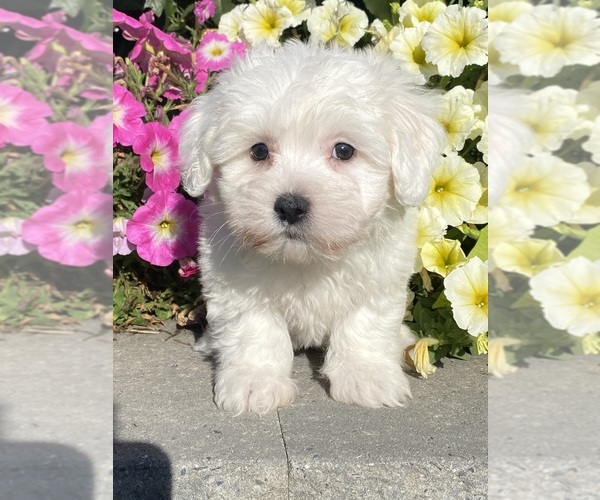 Medium Photo #3 Coton de Tulear Puppy For Sale in CANOGA, NY, USA