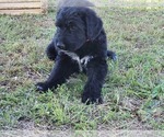 Small Photo #8 Irish Wolfhound-Poodle (Standard) Mix Puppy For Sale in OMAHA, AR, USA