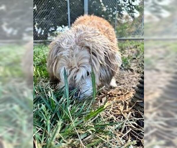 Medium Photo #3 Poodle (Miniature)-Unknown Mix Puppy For Sale in Incline Village, NV, USA