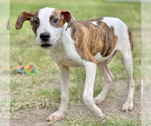 Pointer-Vizsla Mix Dogs for adoption in Great Bend, KS, USA